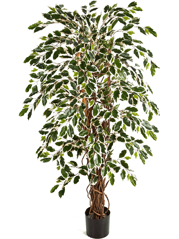 
                  
                    Ficus Liana artificiel panaché 150 cm, feuillage vert et crème, référence 8FW30505NW
                  
                