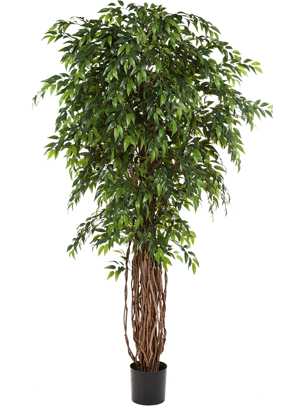 
                  
                    Ficus Liana artificiel pleureur 180 cm, feuillage vert, pot de maintien, référence 8FW31606N
                  
                