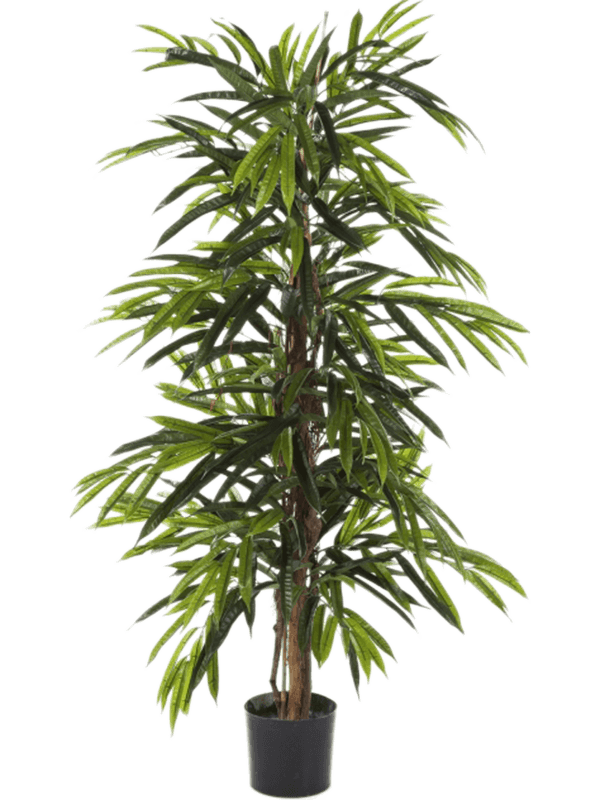
                  
                    Ficus longifolia artificiel ignifugé 210 cm, feuillage vert, pot de maintien, référence 8FW35807FR
                  
                