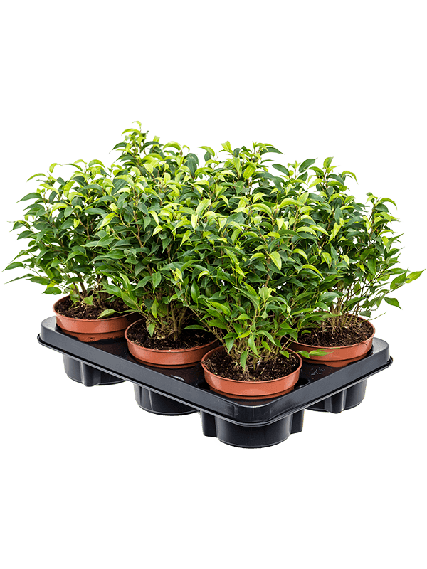 Ficus benjamina 'Natasja' — lot de 6 plantes de 30 cm en pots de 12/10 cm, photo détourée pour fond blanc