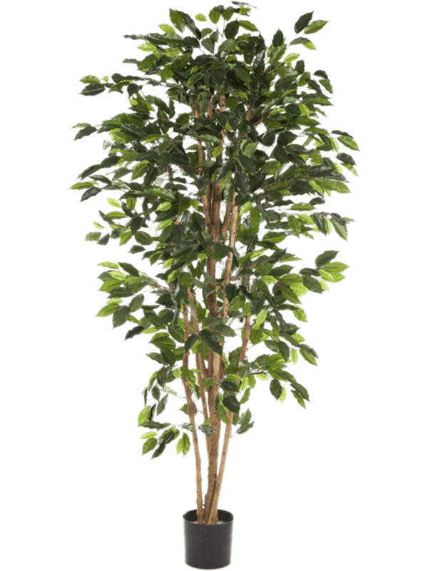 
                  
                    Ficus Nitida artificiel 120 cm, vert, référence 8FW30104N
                  
                