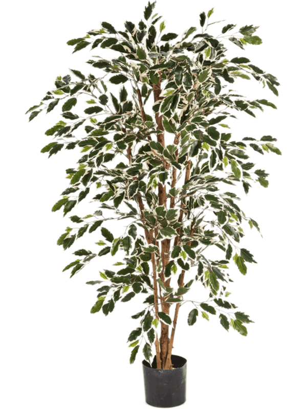 
                  
                    Ficus Nitida panaché artificiel 120 cm, vert et crème, référence 8FW30104NW
                  
                