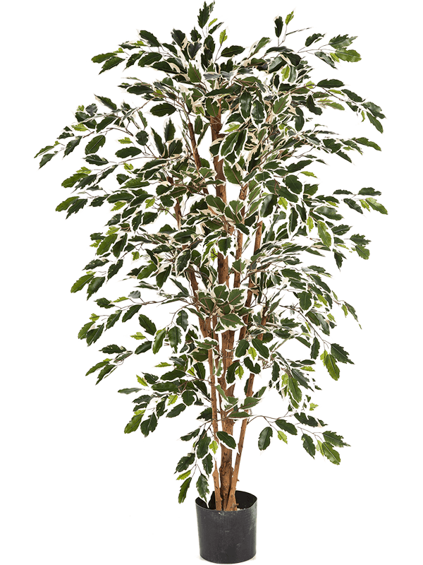 
                  
                    Ficus Nitida panaché artificiel 150 cm, vert et crème, référence 8FW30105NW
                  
                