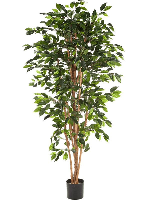 
                  
                    Ficus Nitida artificiel 180 cm, vert, référence 8FW30106N
                  
                