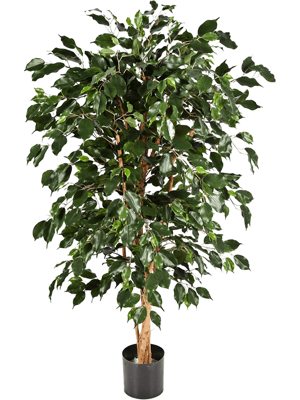 
                  
                    Ficus Nitida Exotica artificiel 150 cm, vert, référence 8FW30205N
                  
                