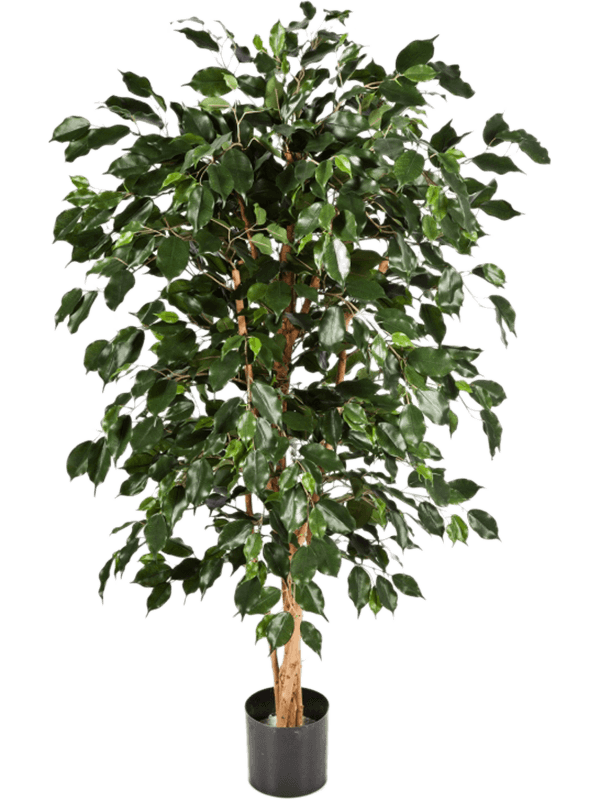 
                  
                    Ficus Nitida Exotica artificiel 210 cm, vert, référence 8FW30207N
                  
                