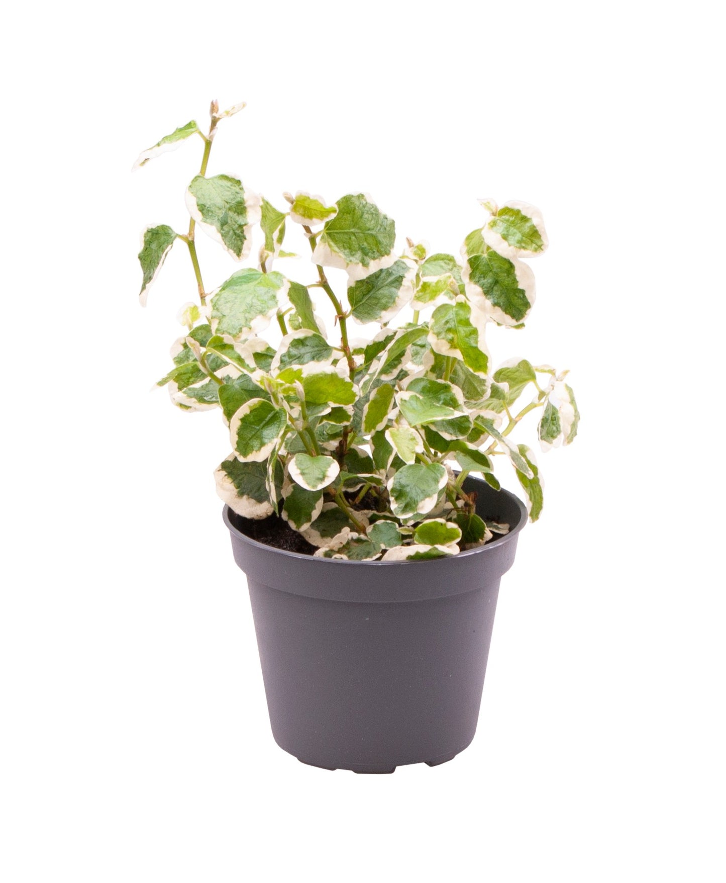 Ficus pumila 'Bellus' — plante de 12 cm en pot de 6 cm, vendue par lot de 12