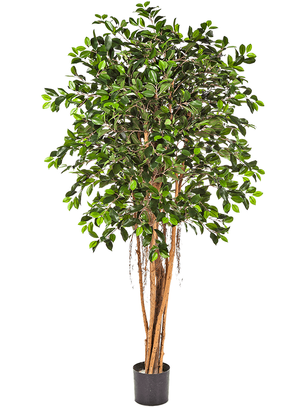 
                  
                    Ficus retusa Ballon artificiel 150 cm, vert, référence 8FW32905N
                  
                