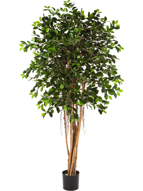 
                  
                    Ficus retusa Ballon artificiel 180 cm, feuillage vert, référence 8FW32906N
                  
                