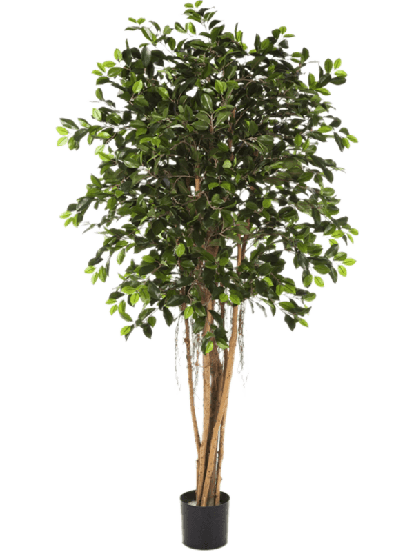 
                  
                    Ficus retusa Ballon artificiel 210 cm, feuillage vert, référence 8FW32907N
                  
                