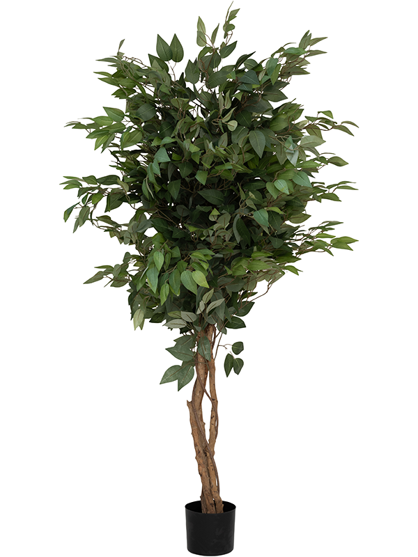 
                  
                    Ficus Tree artificiel 150 cm, vert, référence 8PPZ10245
                  
                
