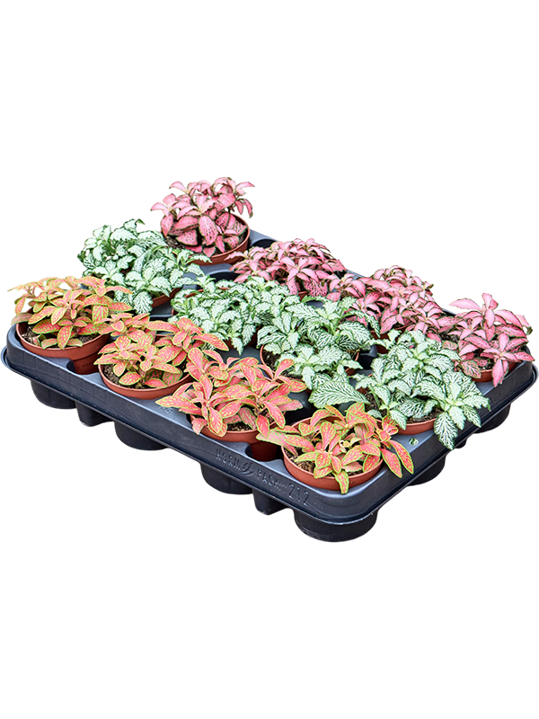 Fittonia mix — plateau représentatif de 12 plantes, hauteur 12 cm ; lot commercial NATURA de 72 plantes (6 plateaux)