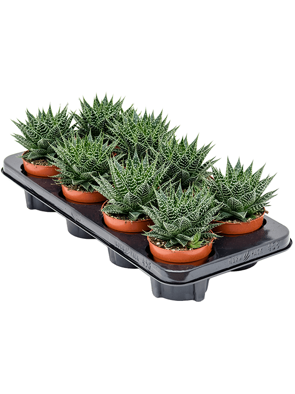 Gasteria hybride 'Aurora' — 15 cm, lot de 8 plantes en pots de 11/9 cm, fond blanc