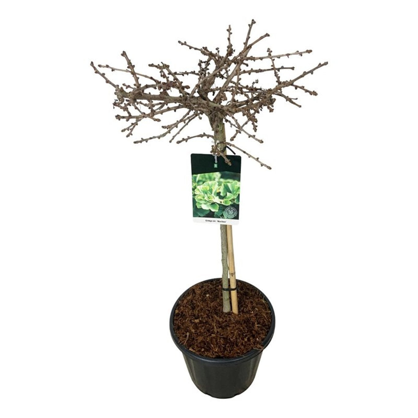 Ginkgo biloba ‘Mariken’, sujet en pot de culture de 40 cm, format 130 cm — photographie de la référence F00007183, proposée par lot de 6 plantes