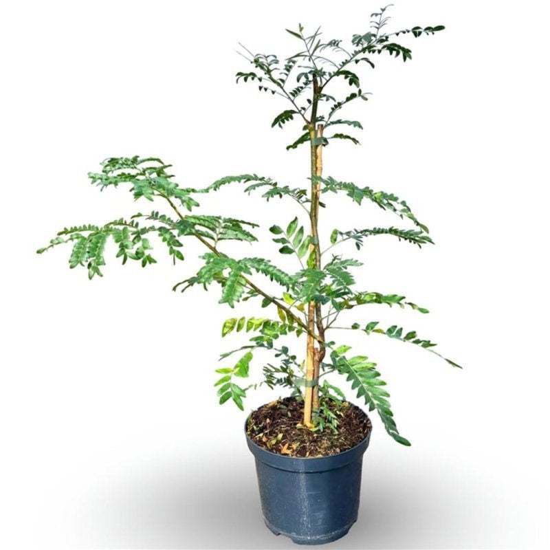 Gleditsia triacanthos ‘Elegantissima’, sujet en pot de culture de 21 cm, format 100 cm — photographie de la référence F00016387, proposée par lot de 20 plantes