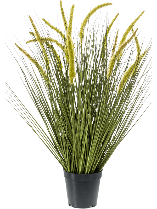 
                  
                    Graminée Cattail artificielle 70 cm, feuillage fin vert et épis jaune-vert, pot de base noir — 8EE422235
                  
                