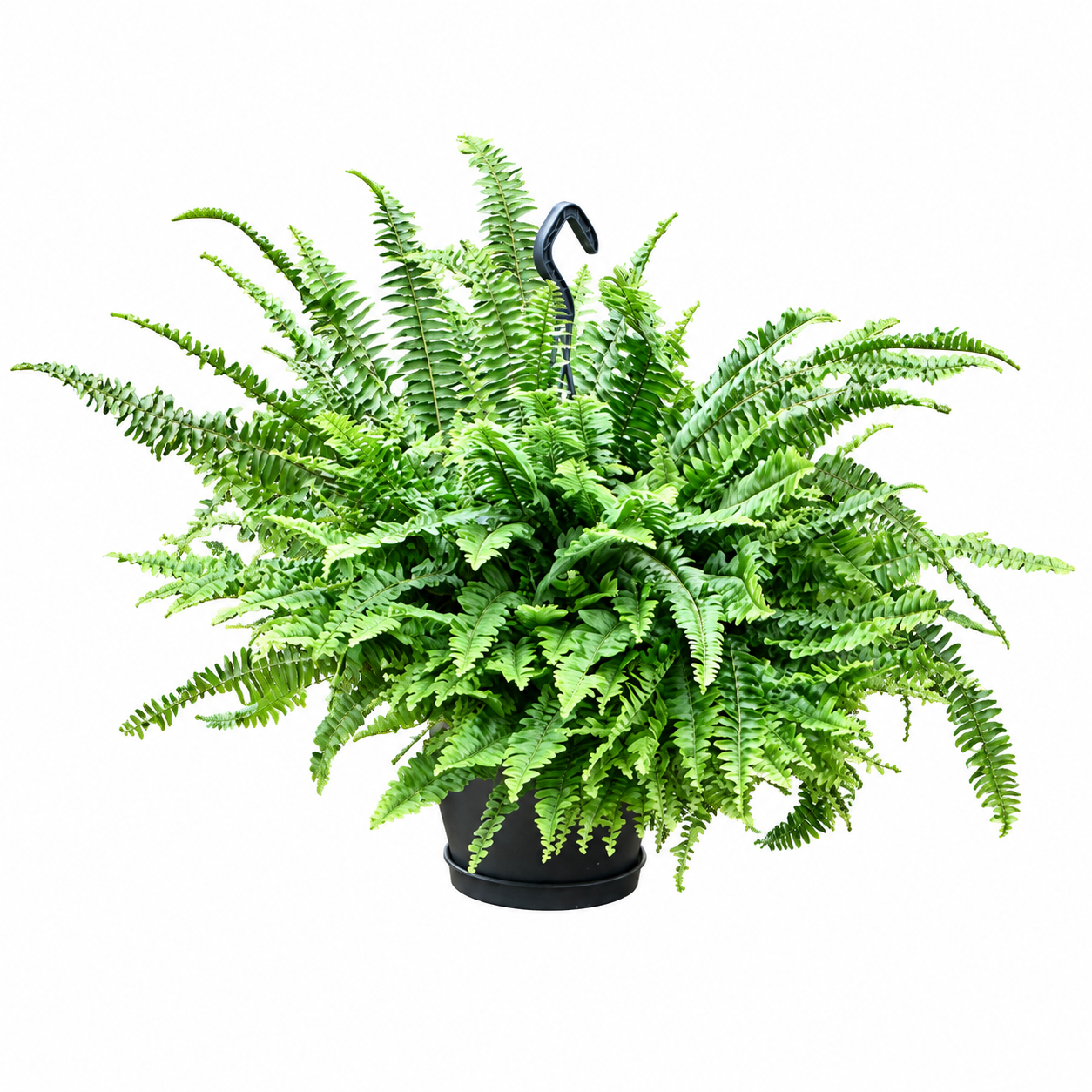 
                  
                    Fougère Nephrolepis exaltata Green Lady de 60 cm, frondes vertes arquées et retombantes, pot de culture de 20 cm avec suspension — fond blanc
                  
                