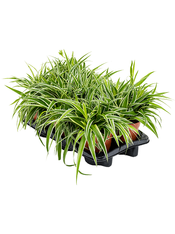 
                  
                    Chlorophytum Ocean 30 cm, lot de 6 plantes
                  
                