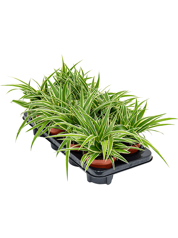 
                  
                    Chlorophytum Ocean 25 cm, lot de 6 plantes
                  
                