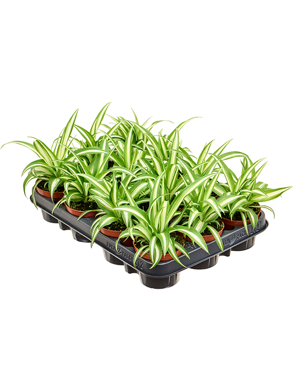 
                  
                    Chlorophytum Variegatum 17 cm, lot de 12 plantes
                  
                