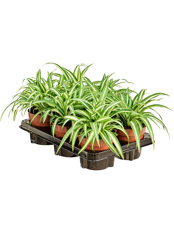
                  
                    Chlorophytum Variegatum 20 cm, lot de 6 plantes
                  
                