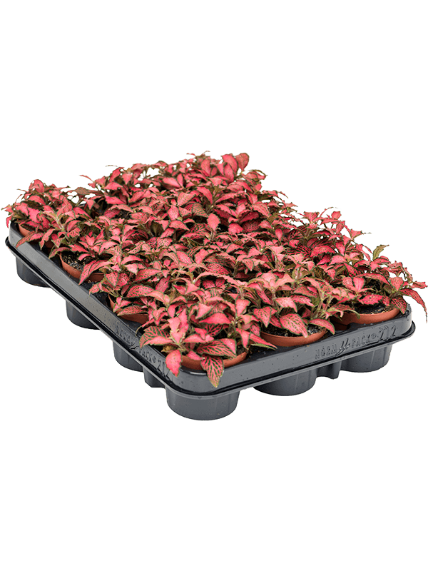 Fittonia 'Forest Flame' 10 cm, lot de 12 plantes