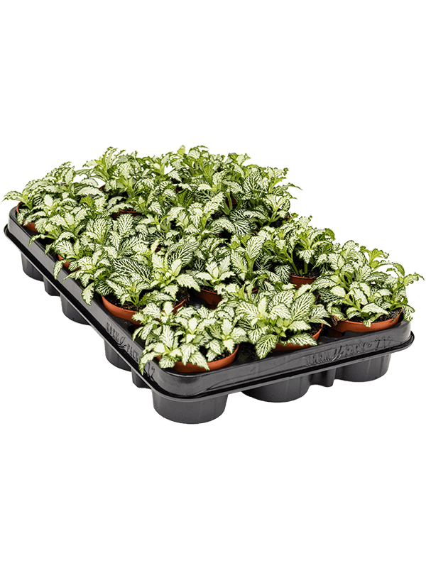 Fittonia 'White Tiger' 10 cm, lot de 12 plantes