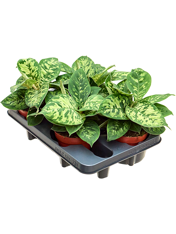 Homalomena wallisii Camouflage 20 cm, feuillage panaché vert, lot de 4 plantes