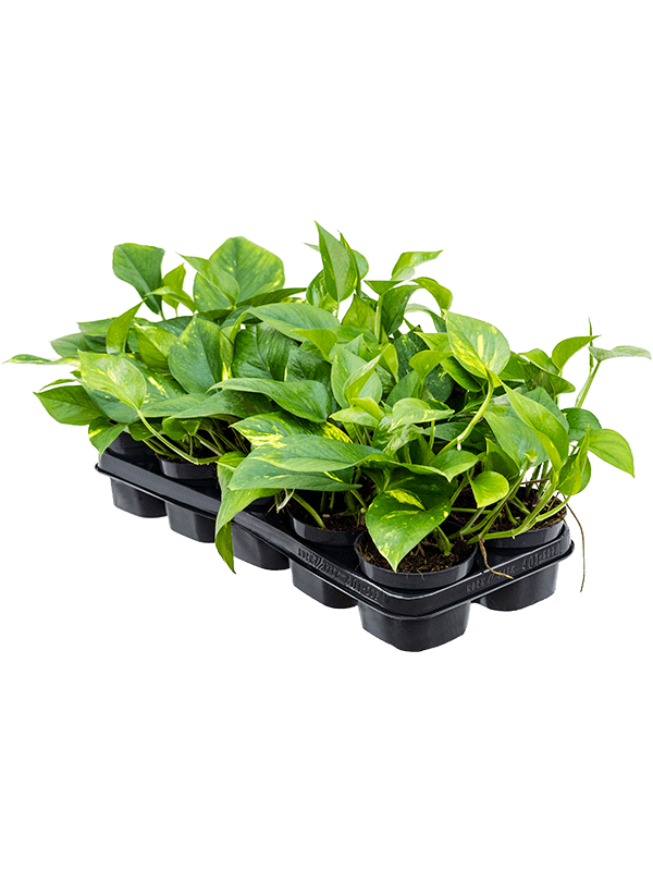 
                  
                    Scindapsus (Epipremnum) 'Aureum' 25 cm, lot de 10 plantes
                  
                