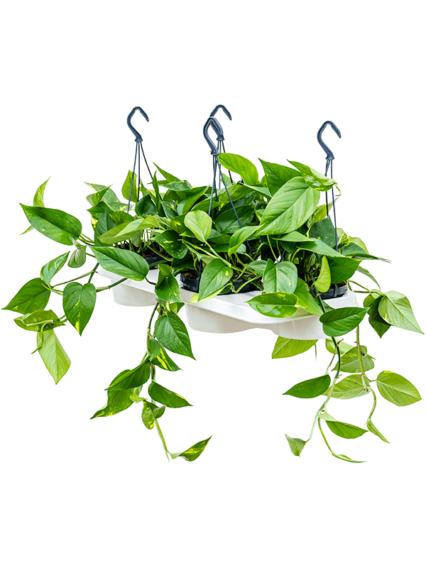 
                  
                    Scindapsus (Epipremnum) 'Aureum' 30 cm, lot de 4 plantes
                  
                