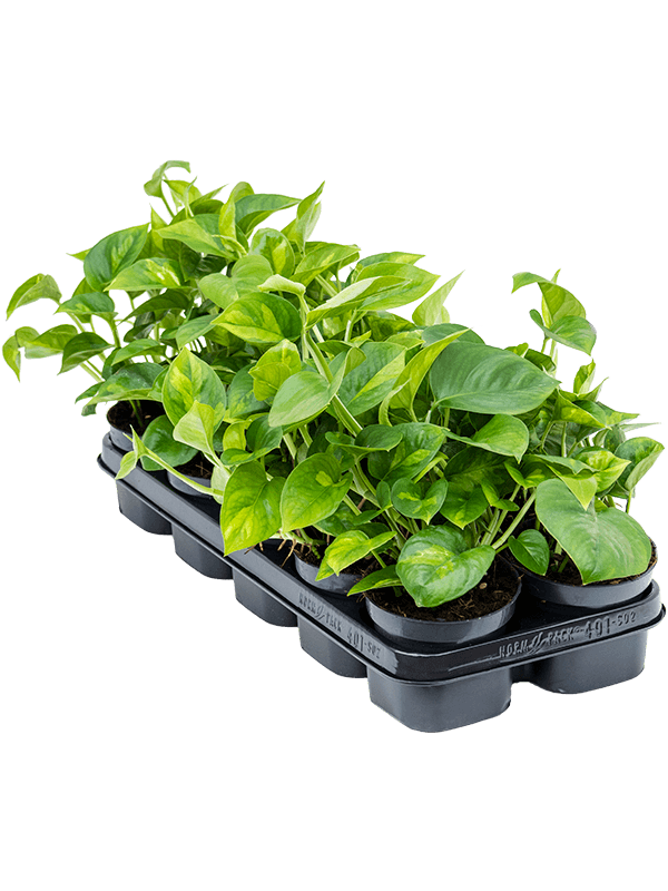 
                  
                    Scindapsus (Epipremnum) 'Global Green' 25 cm, lot de 10 plantes
                  
                