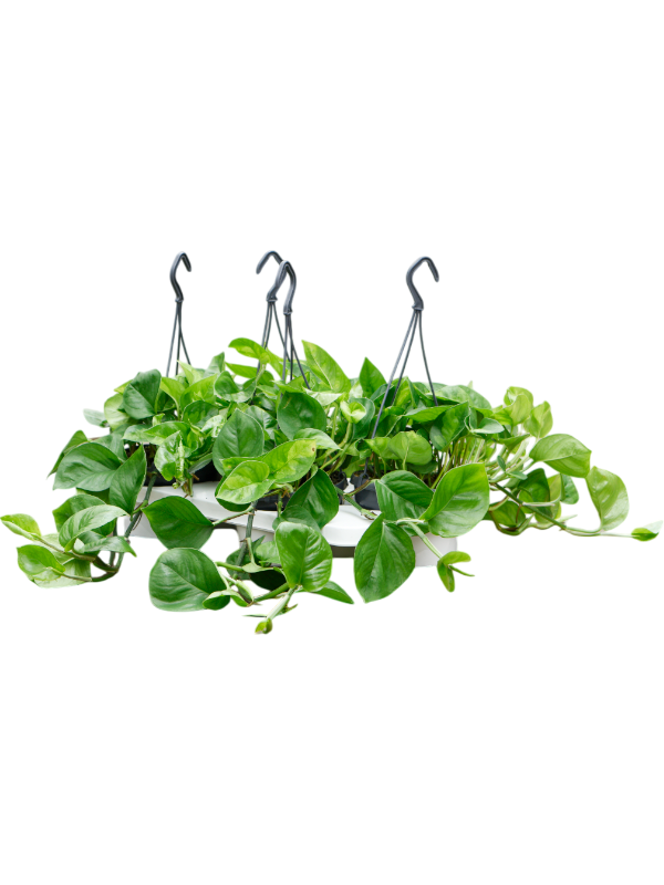 
                  
                    Scindapsus (Epipremnum) 'Global Green' 30 cm, lot de 4 plantes
                  
                