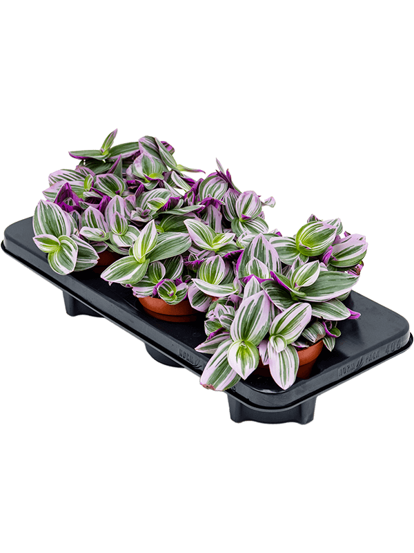 Tradescantia Nanouk 20 cm, feuillage rose et vert, lot de 8 plantes