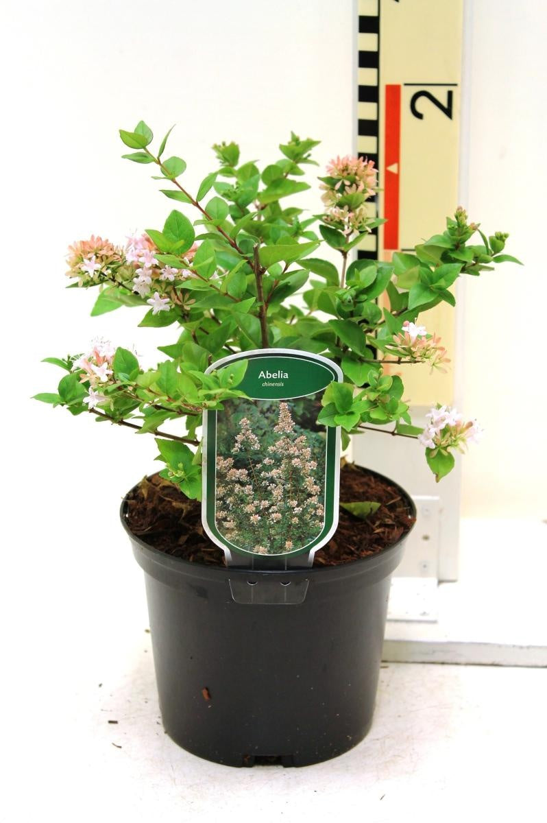 Abelia chinensis en pot de culture, photographie fournisseur représentative du lot de 63 plantes
