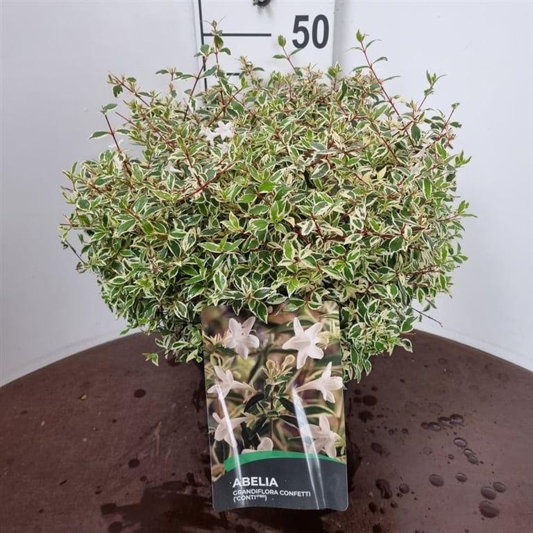Abelia grandiflora 'Confetti' en pot de culture, photographie fournisseur représentative du lot de 22 plantes, hauteur commerciale 55 cm