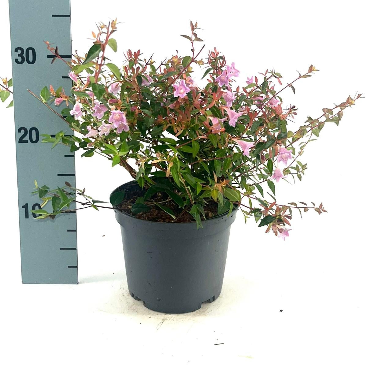 Abelia grandiflora 'Edward Goucher' en pot de culture, photographie fournisseur d’un plant représentatif du lot de 72 plantes