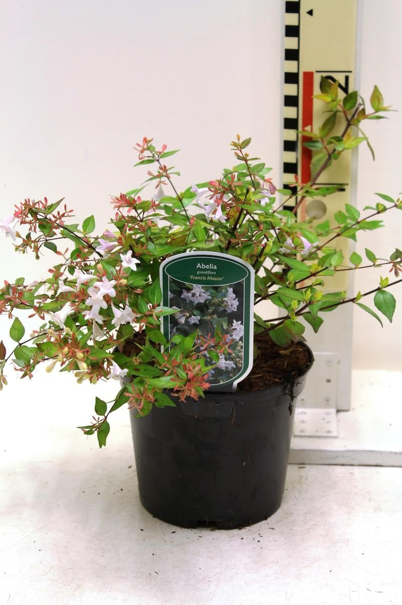 Abelia grandiflora 'Francis Mason' en pot de culture, photographie fournisseur représentative du lot de 65 plantes