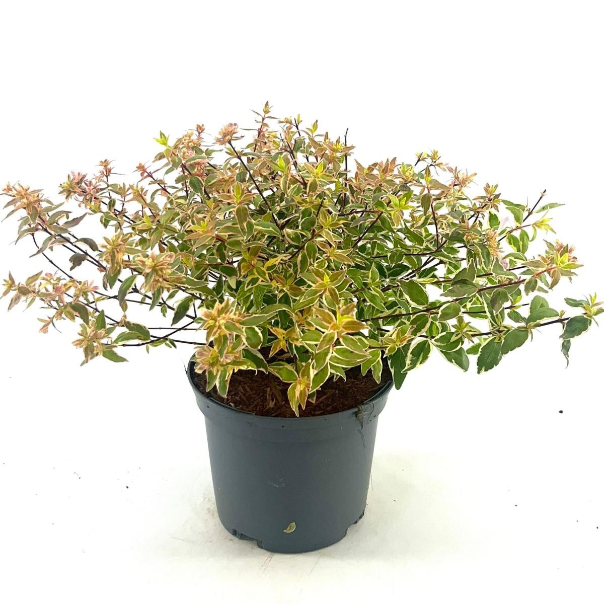 Abelia grandiflora 'Radiance' en pot de culture, photographie fournisseur représentative du lot de 58 plantes
