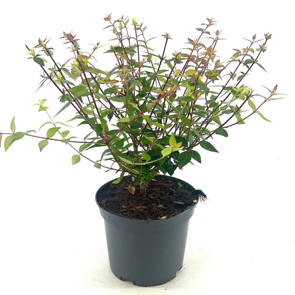 Abelia grandiflora 'Sherwood' en pot de culture, photographie fournisseur représentative du lot de 69 plantes, hauteur commerciale 40 cm