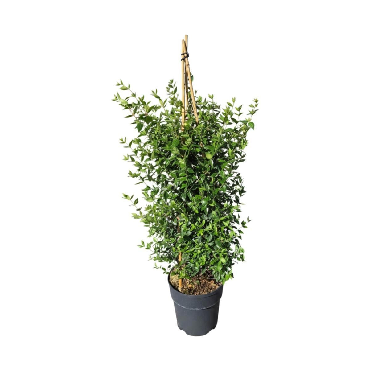 Abelia grandiflora 'Sherwood' en pot de culture, photographie fournisseur d’un plant représentatif du lot de 11 plantes