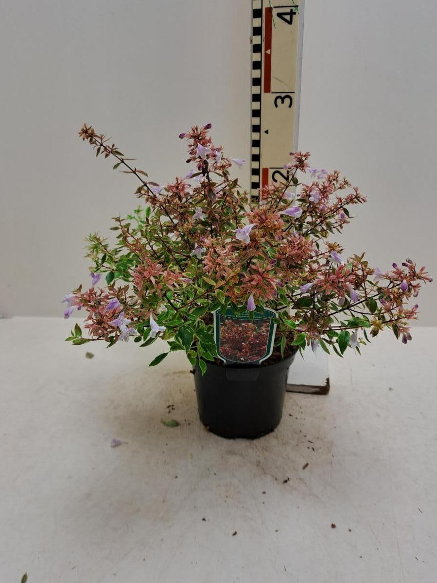 Abelia grandiflora 'Sunshine Daydream' en pot de culture, photographie fournisseur d’un plant représentatif du lot de 58 plantes