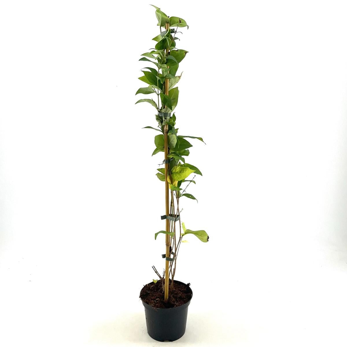 
                  
                    Abeliophyllum distichum en pot de culture, photographie fournisseur d’un plant représentatif du lot de 54 plantes
                  
                