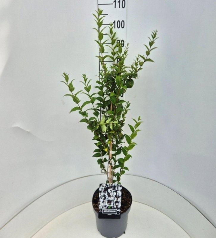 Abeliophyllum distichum en pot de culture, photographie fournisseur représentative du lot de 16 plantes, hauteur commerciale 80 cm