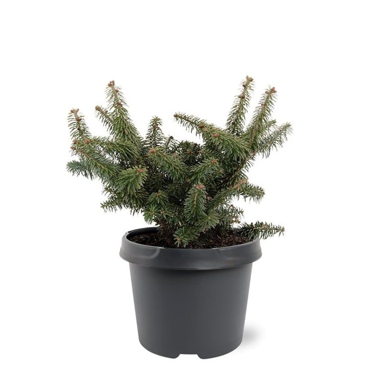 Abies balsamea 'Nana', hauteur indicative 35 cm, pot Ø 19 cm — photographie fournisseur représentative.
