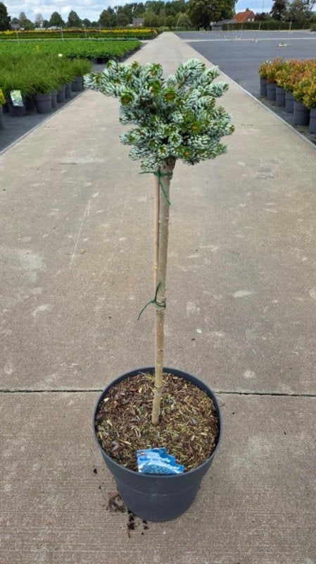 Abies koreana 'Kohouts Icebreaker' en pot de culture, photographie fournisseur représentative du lot de 6 plantes, hauteur commerciale 75 cm