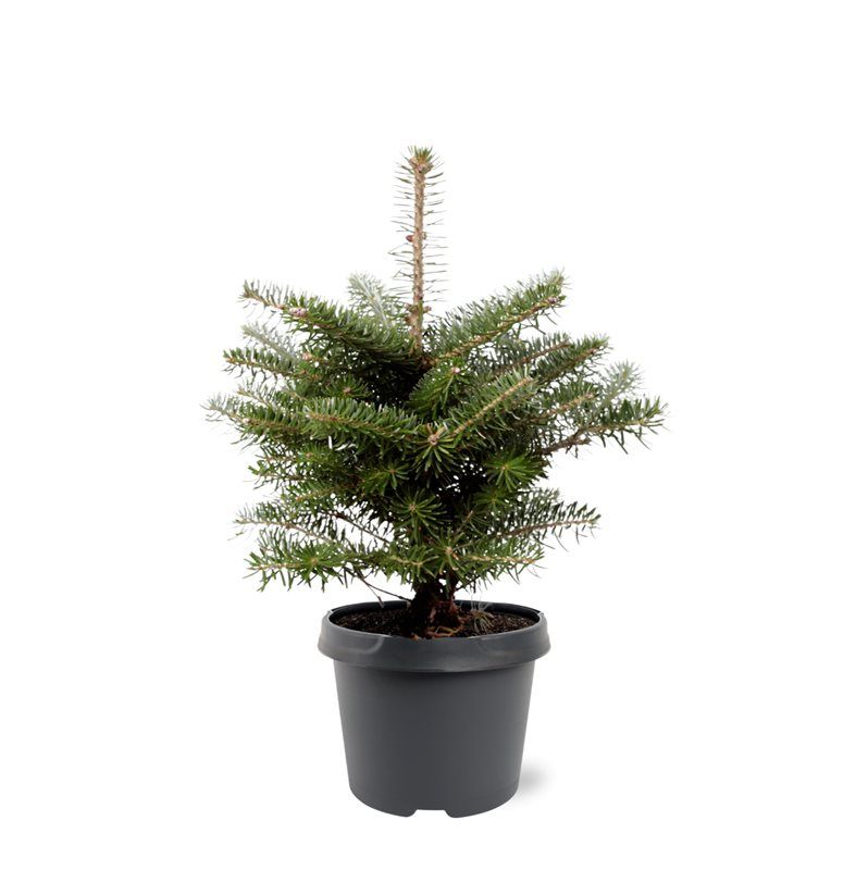 Abies koreana en pot de culture, photographie fournisseur représentative du lot de 20 plantes, hauteur commerciale 35 cm