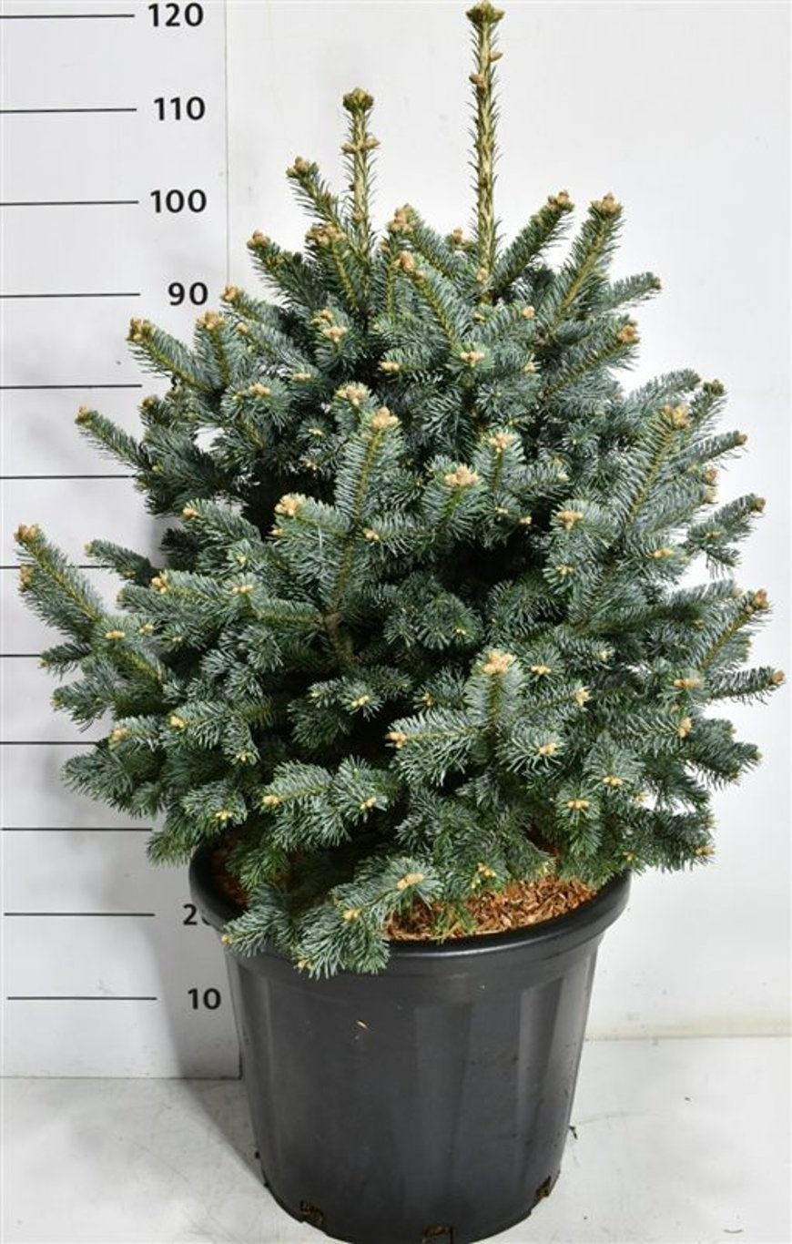 Abies lasiocarpa 'Compacta' en pot de culture, photographie fournisseur représentative du lot de 4 plantes, hauteur commerciale 110 cm