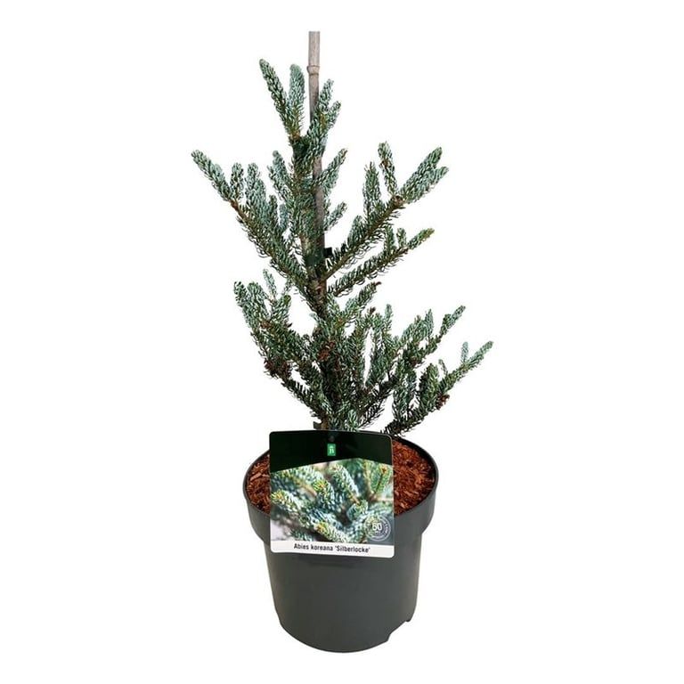 Abies koreana 'Silberlocke' en pot de culture, photographie fournisseur représentative du lot de 18 plantes