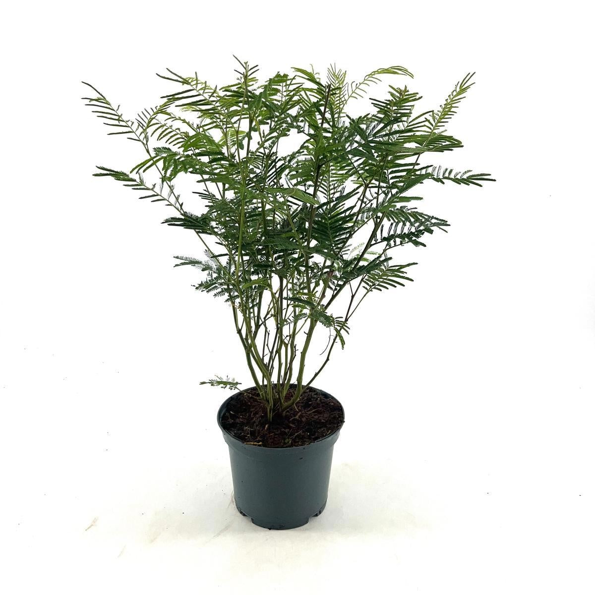 Acacia dealbata en pot de culture, photographie fournisseur représentative du lot de 40 plantes