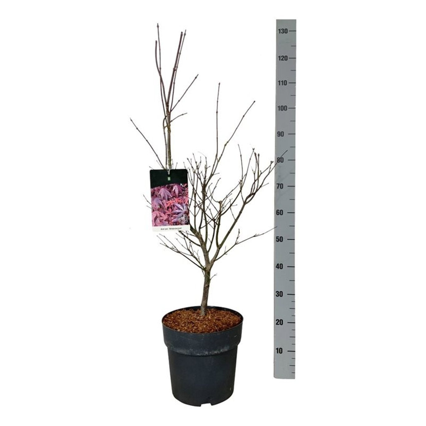 Acer palmatum 'Atropurpureum' en pot de culture, photographie fournisseur représentative du lot de 11 plantes